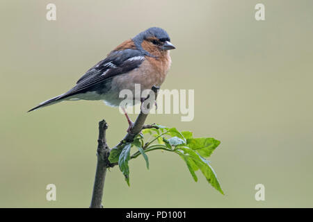 I capretti maschio (fringuello Fringilla coelebs) appollaiato sul ramo Foto Stock