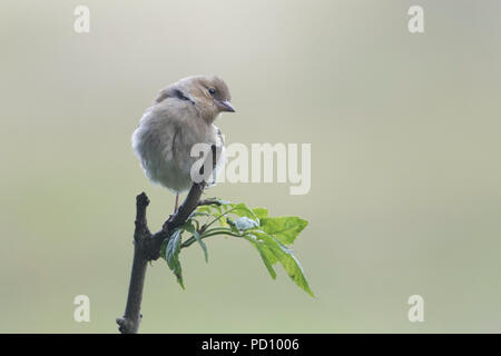 I capretti femmina (fringuello fringilla coelebs) appollaiato sul ramo Foto Stock