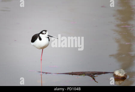 Stilt permanente sulla gamba 1 in un lago Foto Stock