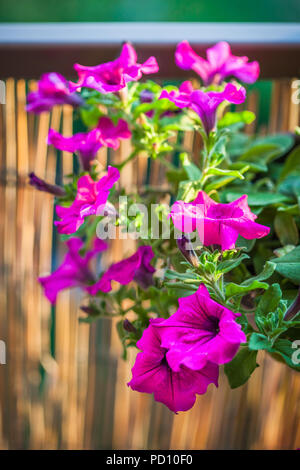 Bella e ricca di colore viola magenta fiori di petunia crescendo in estate il giardino balcone soleggiato durante la serata estiva Foto Stock