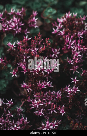 Il tetto verde coperta con sedum, prevalentemente rossa ma con qualche verde Foto Stock