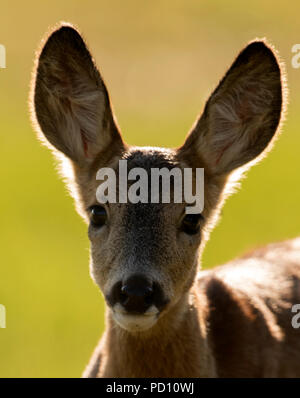 Un selvaggio il capriolo (Capreolus capreolus) fawn guarda curiosamente alla fotocamera, Warwickshire Foto Stock