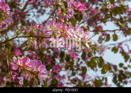 Fiori di colore rosa Bauhinia. Struttura ad albero delle orchidee che fioriscono in primavera Foto Stock