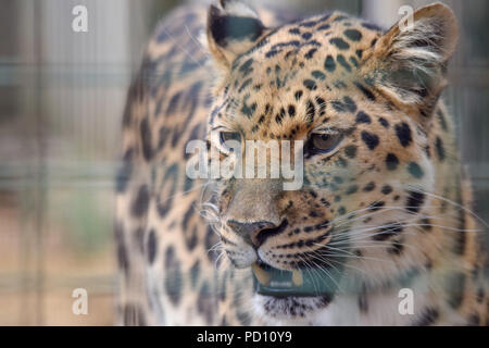 Leopardo Foto Stock