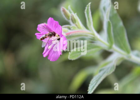 Marmellata hoverfly raccogliere polline da fiori selvatici in estate, Yorkshire Gran Bretagna UK Foto Stock
