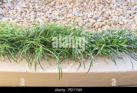 Aesthetic garden edge design detail with grass and stone gravel close up view Foto Stock