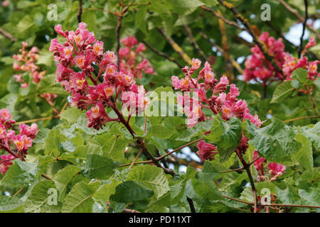 Rosso di ippocastano, dettaglio di fiori e foglie, aprile, Italia Foto Stock