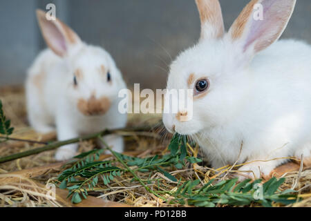 Due simpatici baby bianco conigli mangiare erba sul terreno della paglia Foto Stock