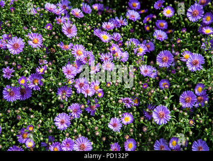 Asters color lavanda, giardino di Chanticleer, Pennsylvania, Stati Uniti, giardini formali, giardino colorato isolato piante perenni piantagione Foto Stock