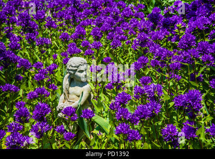 Campanula Glover a surperba, campanula in cluster, giardini New Jersey, USA, Cherub, Fiori botanici, annuali colorato fata segreto giardino zen Foto Stock