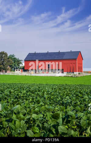 Fienile rosso, coltura di fagioli di soia che cresce in un campo su una fattoria Amish, Lancaster County, Pennsylvania rurale, Pa USA, agricoltura americana, giardino di verdure verticali Foto Stock