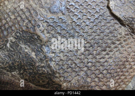 Resti fossili di un pesce con scaglie. Foto Stock