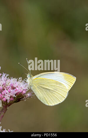 Comune di Brimstone butterfly (Gonepteryx rhamni), Inghilterra, Regno Unito Foto Stock