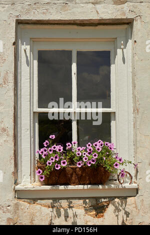 Una classica casa colonica finestra con un fiore in fiore box, New Holland, Lancaster County, Pennsylvania, STATI UNITI D'AMERICA Foto Stock