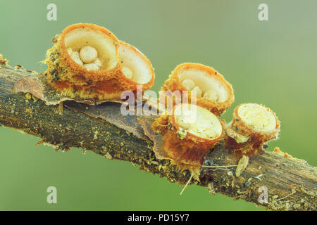 White Bird's Nest Fungo (Crucibulum laeve) corpi fruttiferi con uova a forma di peridioles all'interno del "NEST". Foto Stock