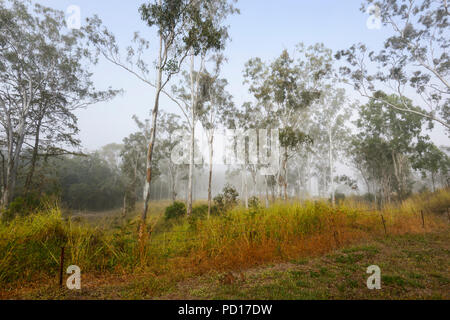 Nebbia di mattina in gomma alberi, Biboorah, altopiano di Atherton, estremo Nord Queensland, FNQ, QLD, Australia Foto Stock