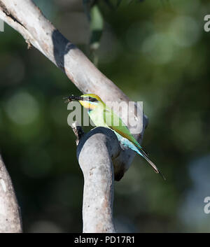 Rainbow Gruccione (Merops ornatus) con gli insetti nel becco, Biboohra, Atherton altipiano, estremo Nord Queensland, FNQ, QLD, Australia Foto Stock