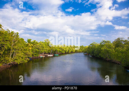 Tropical fiume scorre attraverso gli alberi di mangrovie nel nord di Palawan, Filippine. Foto Stock