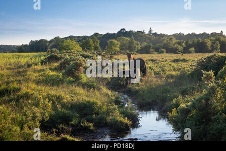 Pony selvatici del nuovo Parco Nazionale Foreste pascolano sul lussureggiante erba estiva in una calda serata. Vicino a Brockenhurst, Hampshire, Regno Unito Foto Stock