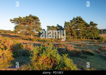 Inizio sera d'estate sole splende alberi nel nuovo Parco Nazionale Foreste nei pressi del villaggio di Brockenhurst, Hampshire, Regno Unito. Foto Stock