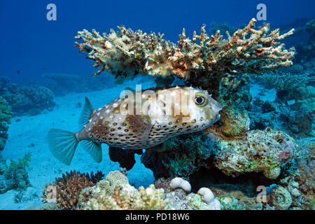 Yellowspotted burrfish (Cyclichthys spilostylus) sotto un tavolo coral, Sinai, Egitto Foto Stock