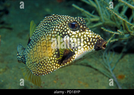 Perlen-Kofferfisch (Lactophrys triqueter), Curacao | Smooth Trunkfish (Lactophrys triqueter), Curacao Foto Stock