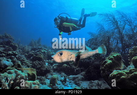 Taucher und Gepunkteter Igelfisch (Diodon hystrix), Curacao | Scuba Diver e macchie nere (porcupinefish Diodon hystrix), Curacao Foto Stock