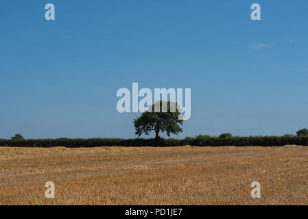 Sidmouth, East Devon, Regno Unito. 5 agosto 2018. Meteo REGNO UNITO: caldo sole e cielo blu in East Devon. Un campo secco contro un cielo azzurro sulla costa sud-ovest il percorso nei pressi di Sidmouth in una calda e soleggiata giornata. Credito: Celia McMahon/Alamy Live News Foto Stock