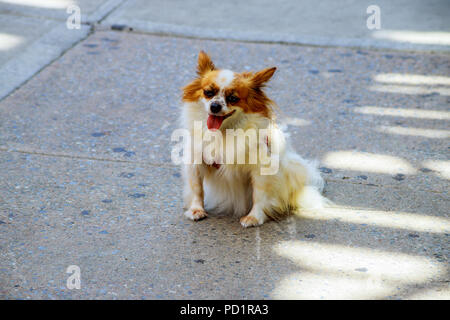 Funny fluffy spitz doggy di goldish a colori con un piccolo campanile sul collare purtroppo siede su asfalto bagnato Foto Stock