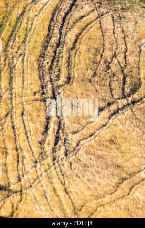 Tracce di pecora attraverso secco siccità aridi terreni agricoli bruciata a causa di condizioni di caldo torrido nella valle di Clwyd, Denbighshire Foto Stock