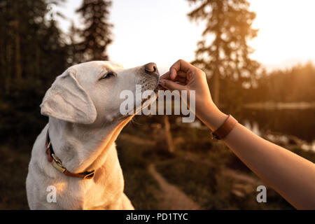 Giovani simpatico Labrador retriever cane cucciolo pet Foto Stock