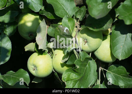 Cluster di diverse mele verdi appeso a un albero di mele tra foglie verdi Foto Stock