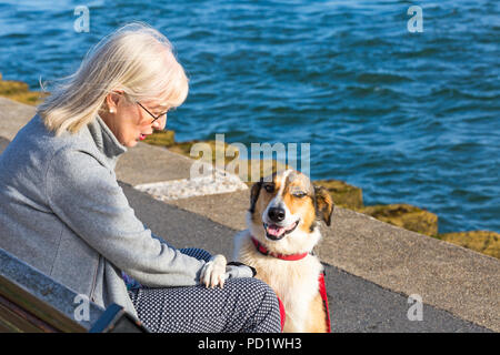 Border Collie Cross Lurcher cane con zampa sulla donna di braccio e gamba, seduta sul banco a barene, Dorset in serata la luce del sole in agosto Foto Stock