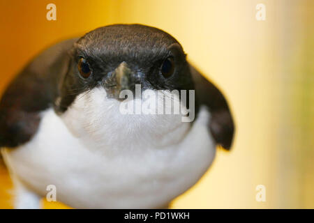 Arrabbiato cercando long-tailed fiscale (lanius cabanisi) si piega in avanti in vista frontale Foto Stock