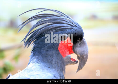 Testa di un palm cacatua (probosciger aterrimus) in vista di profilo Foto Stock