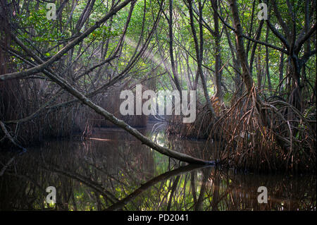 Boschetti di alberi di mangrovie nella zona di marea. Sri Lanka Foto Stock