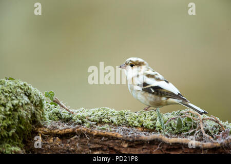 Fringuello capretti Fringilla coelebs Foto Stock