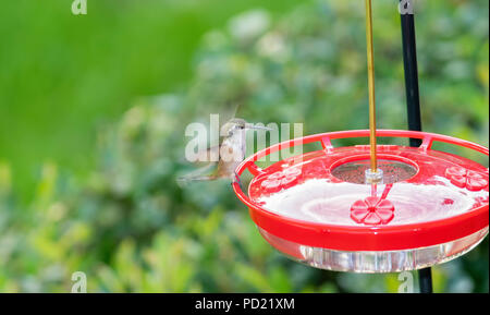 Immaturo brillante maschio Rufous Hummingbird (Selasphorus rufus) a zucchero acqua alimentatore in Colorado Foto Stock