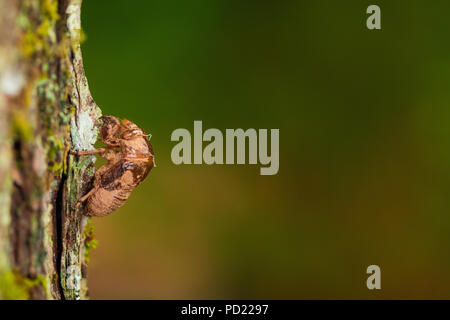 Macro Immagine di un cane-giorno Cicala (Neotibicen canicularis) shell Foto Stock