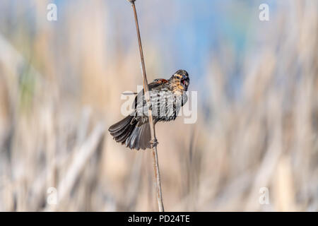 Femmina rosso-winged blackbird (Agelaius phoeniceus) arroccato su cattails . Foto Stock