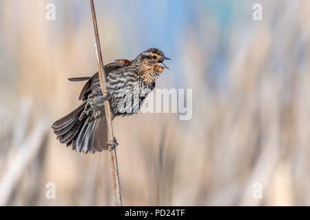 Femmina rosso-winged blackbird (Agelaius phoeniceus) arroccato su cattails . Foto Stock