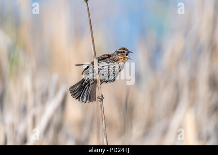 Femmina rosso-winged blackbird (Agelaius phoeniceus) arroccato su cattails . Foto Stock