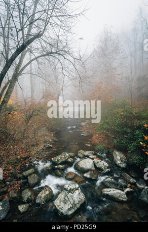 Nebbioso autunno vista del fiume Tye, vicino Crabtree cade, in George Washington National Forest, Virginia. Foto Stock