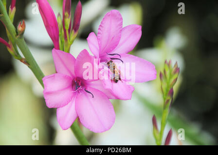 Un raduno di ape il nettare di un fiore rosa presso l'Ali'i Kula Fattoria di Lavanda, sull'isola di Maui, situato nell'arcipelago delle Hawaii Foto Stock