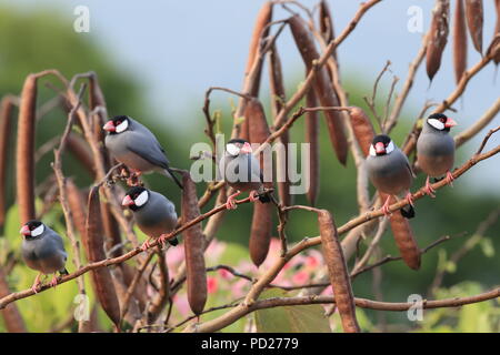 Java Sparrow Big Island delle Hawaii Foto Stock