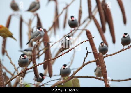 Java Sparrow Big Island delle Hawaii Foto Stock