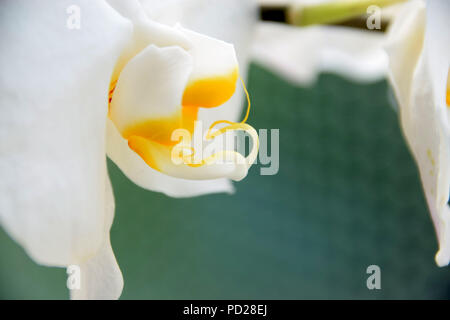 Macro shot di orchidee bianche con spazio per il testo, le orchidee bianche vista laterale nella parte anteriore del pastello sfondo colorato Foto Stock