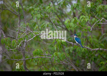 A collare o Kingfisher Todiramphus chloris in Sunderbans la foresta di mangrovie nel Bengala Occidentale in India. Foto Stock