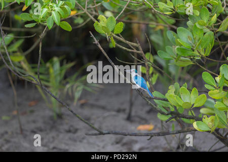 A collare o Kingfisher Todiramphus chloris in Sunderbans la foresta di mangrovie nel Bengala Occidentale in India. Foto Stock