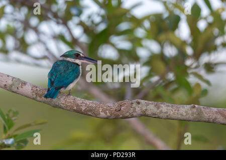 A collare o Kingfisher Todiramphus chloris in Sunderbans la foresta di mangrovie nel Bengala Occidentale in India. Foto Stock